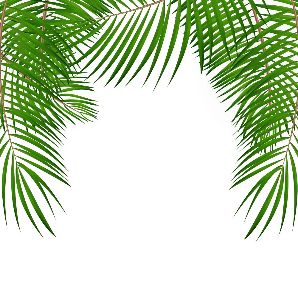 Frame with Palm Leaf Vector Background Isolated Illustration EPS10. Frame with Palm Leaf Vector Background Isolated Illustration