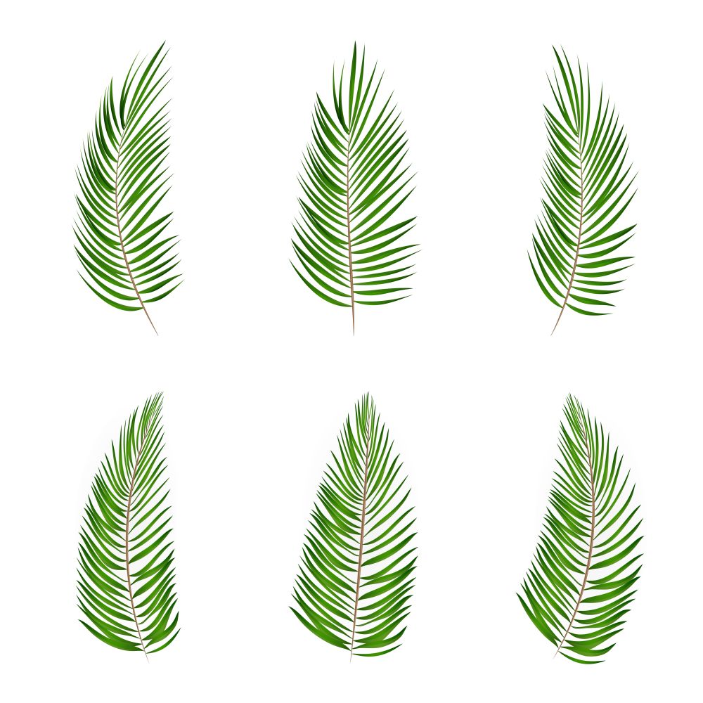 Set of Palm Leaf Vector Background Isolated Illustration. EPS10. Palm Leaf Vector Background Illustration