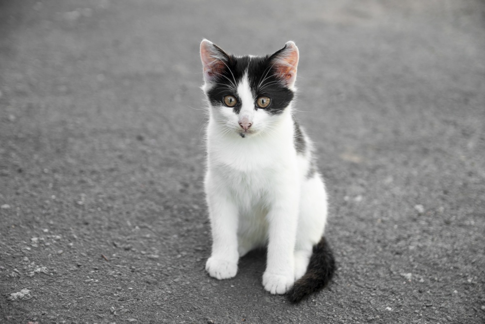 Black-white kitten sits on the pavement during the day.