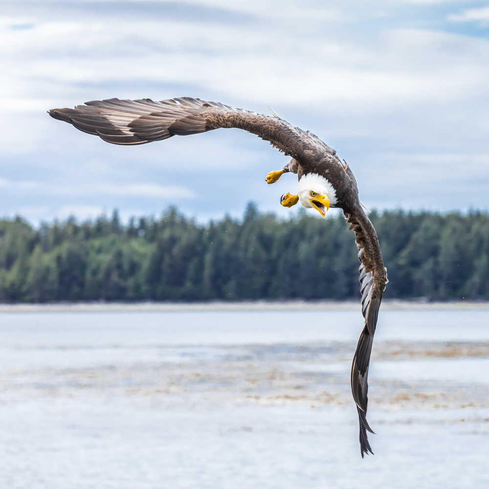 Canadian Bald Eagle (haliaeetus leucocephalus) flying in its habitat and focusing its prey
