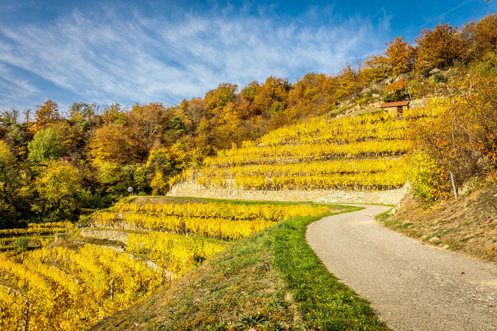Vinyard with terraces in autumn in Wachau valley near Durnstein, Austria