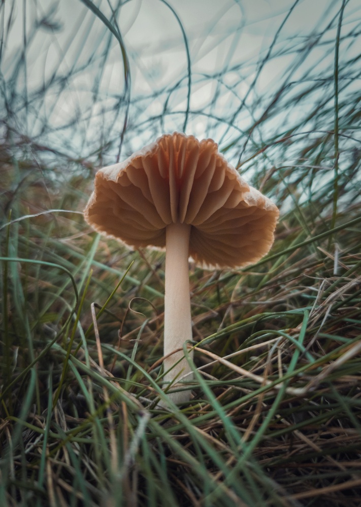 Close up vertical shot of a single wild mushroom growing through the grass blades. Moody autumnal background, nature freshness with fungi species on the withered, dry grassland .