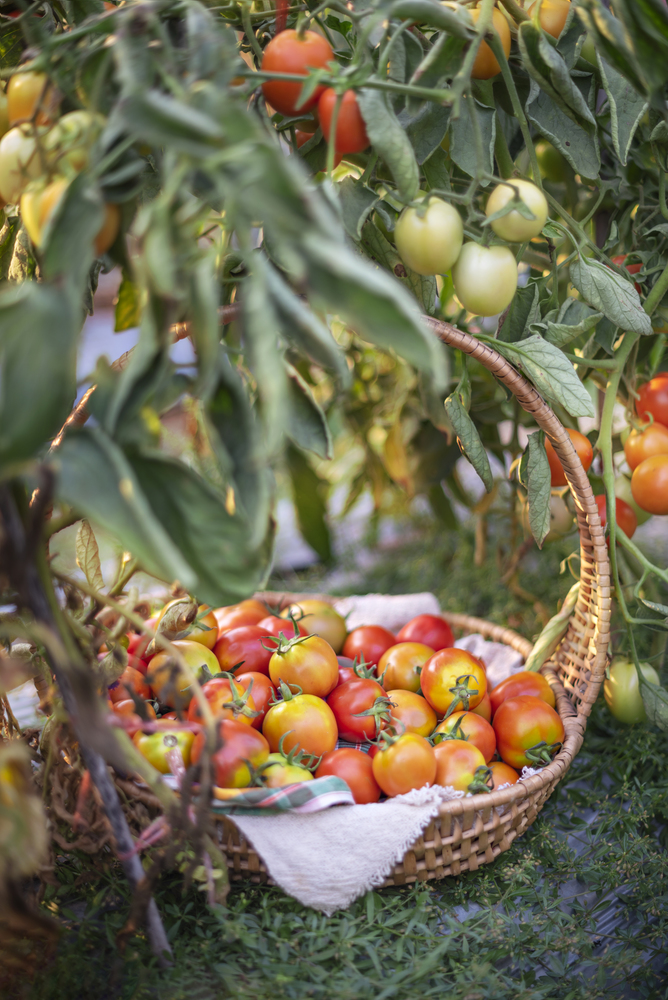 fresh ripe tomatoes with wooden basket in garden. tomatoes with wooden basket