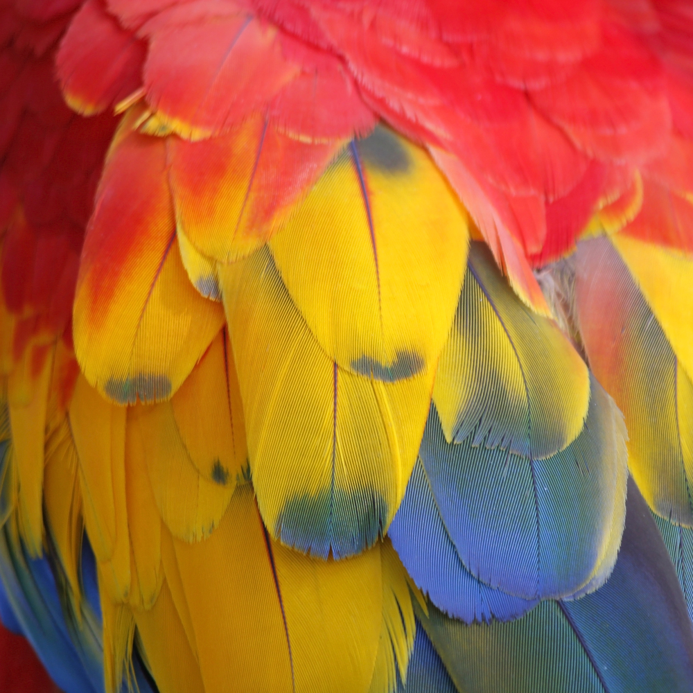 closeup of the beautiful macaw parrot feather