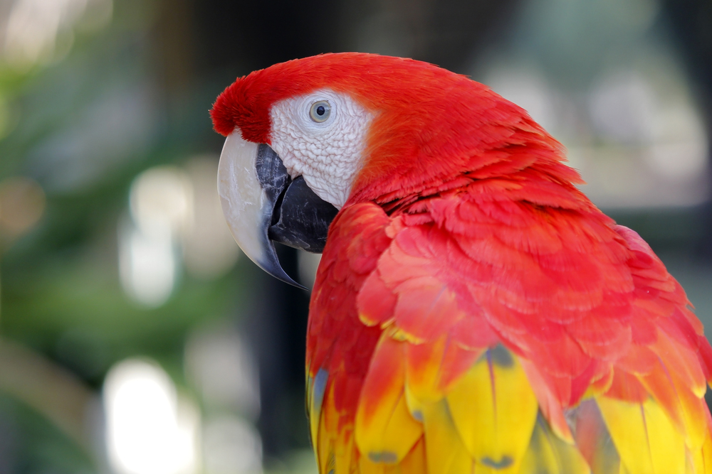 closeup of beautiful macaw parrot with nature background