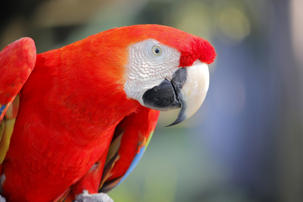 photo of beautiful macaw parrot in zoo