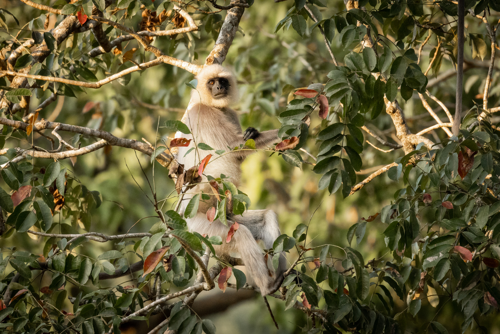 Single wild langur monkey in tree. Wayanad, India