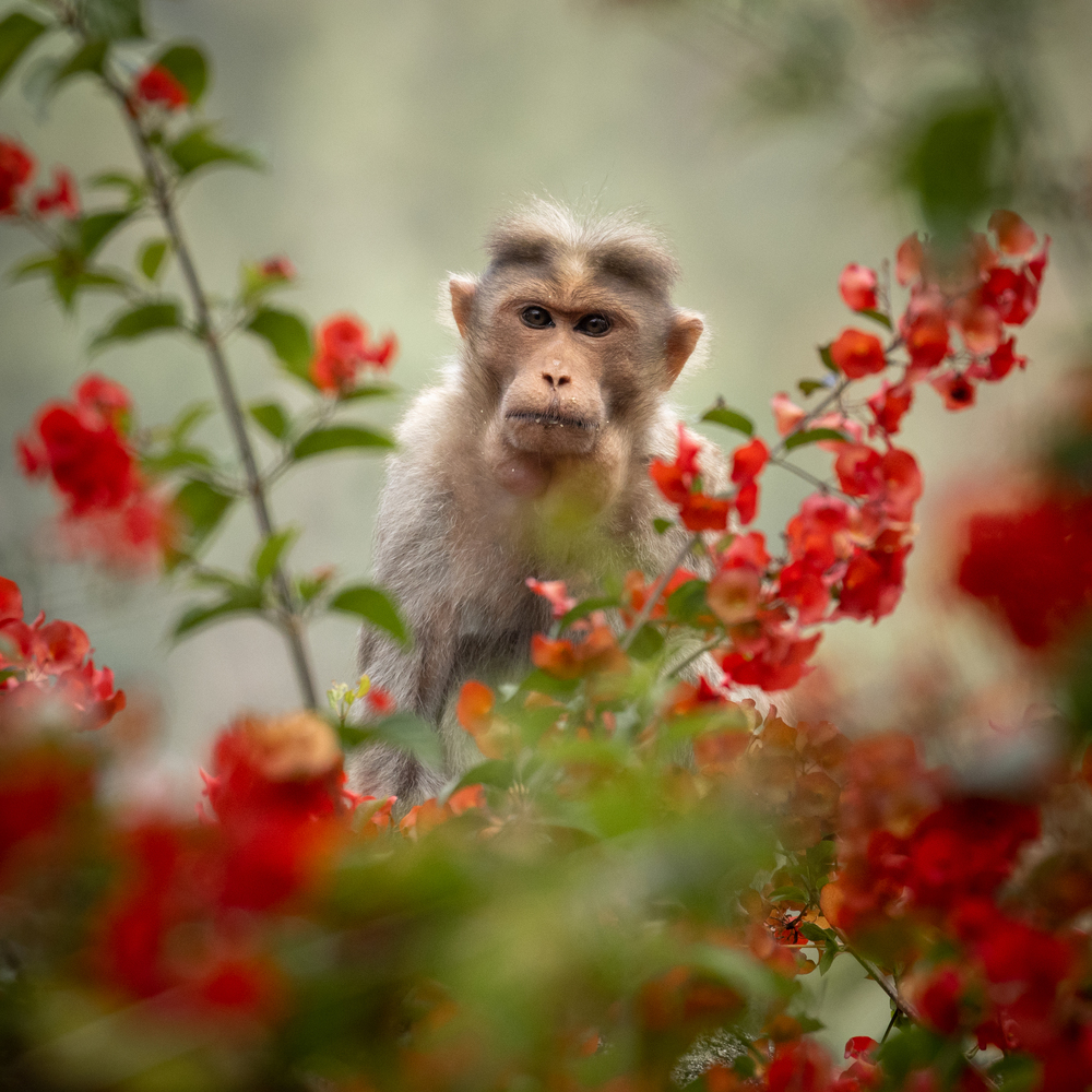 Bonnet Macaque monkey sitting in red flowered branches. Wayanad, India