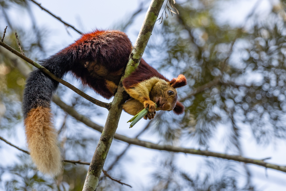 A single indian giant squirrel, Ratufa indica, laying on branch. Wayanad forest India