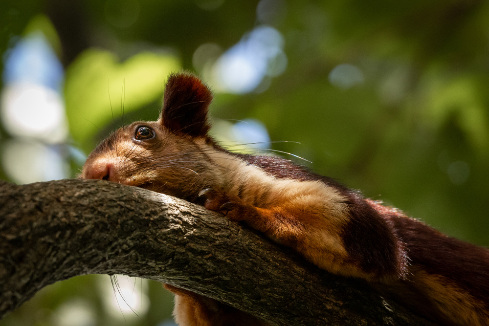 A single indian giant squirrel, Ratufa indica, laying on branch
