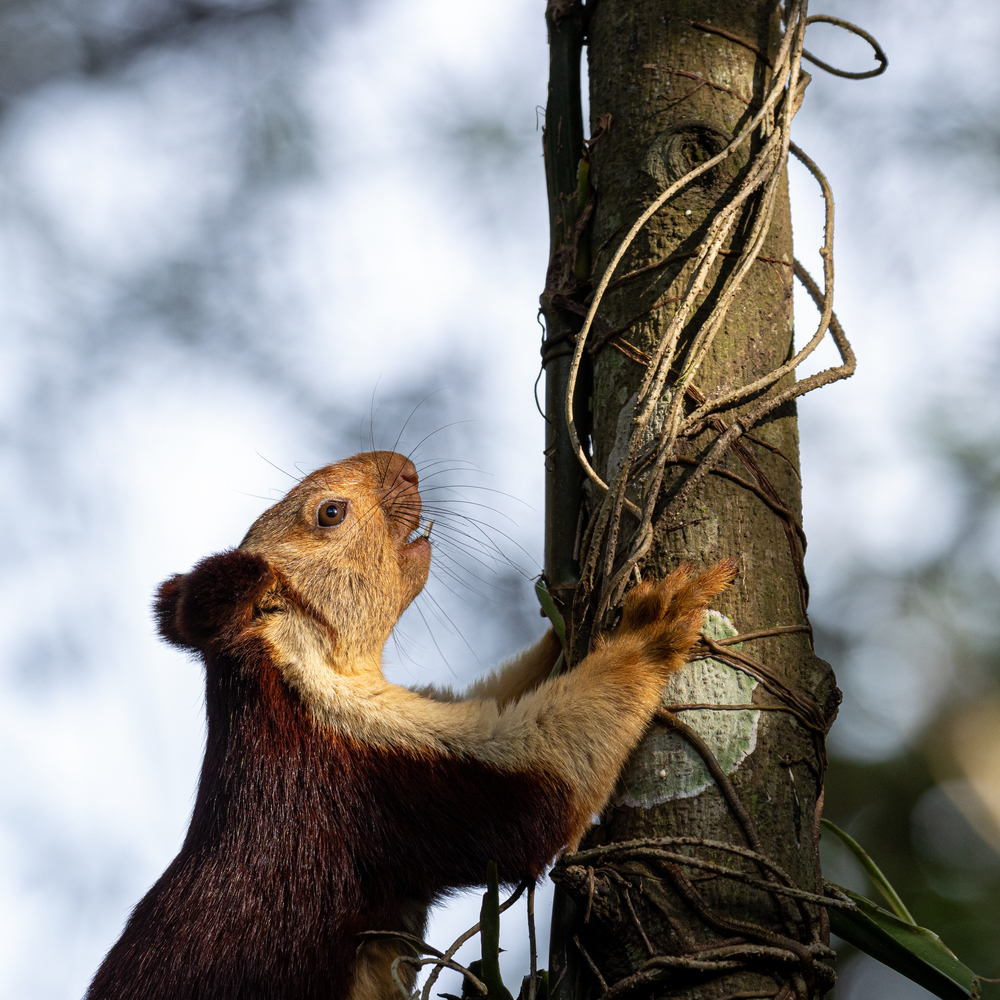 A single indian giant squirrel, Ratufa indica, climbing up a tree. Wayanad forest India