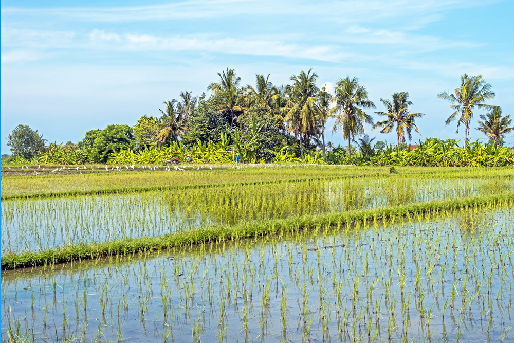 Rice fields near Tanah Lot on Bali Indonesia