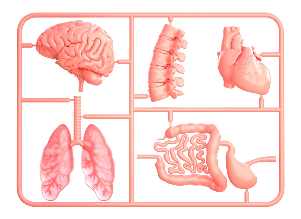 Model kit set with spare internal organs. isolated on white. 3D illustration. Model kit set with spare internal organs
