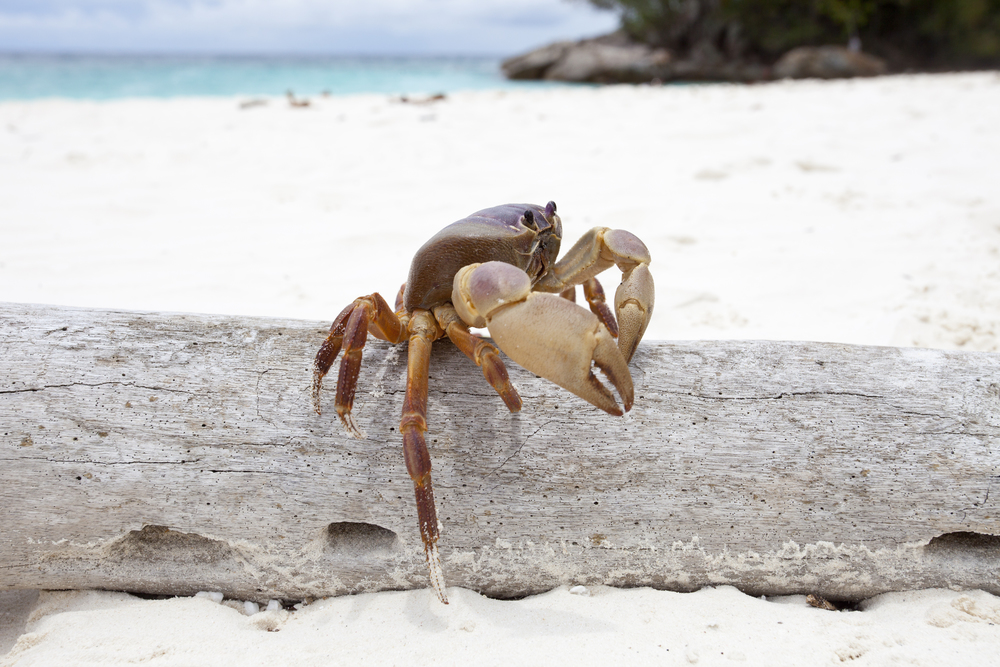 close up of Poo Kai crab in Tachi island Phang-nga province southern of thailand . Poo Kai crab in Tachi island southern of thailand