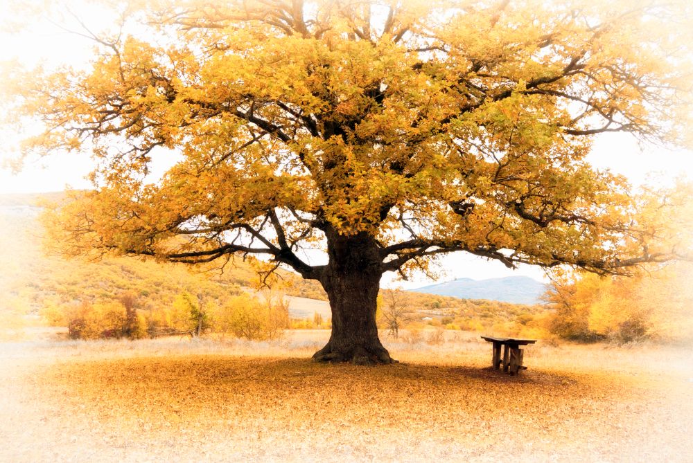 Big autumn tree. Composition of nature.