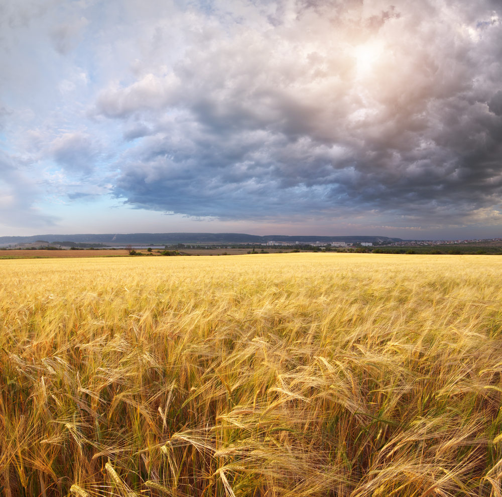 Panorama meadow of wheat on sundown. Nature composition.
