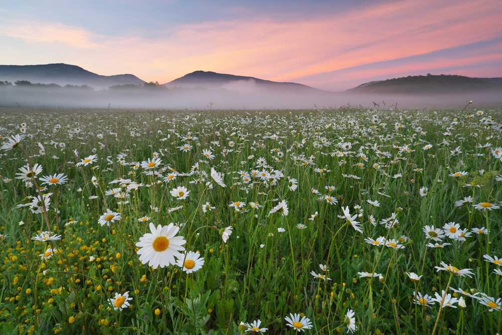 Daisy meadow on foggy morning. Nature composition.