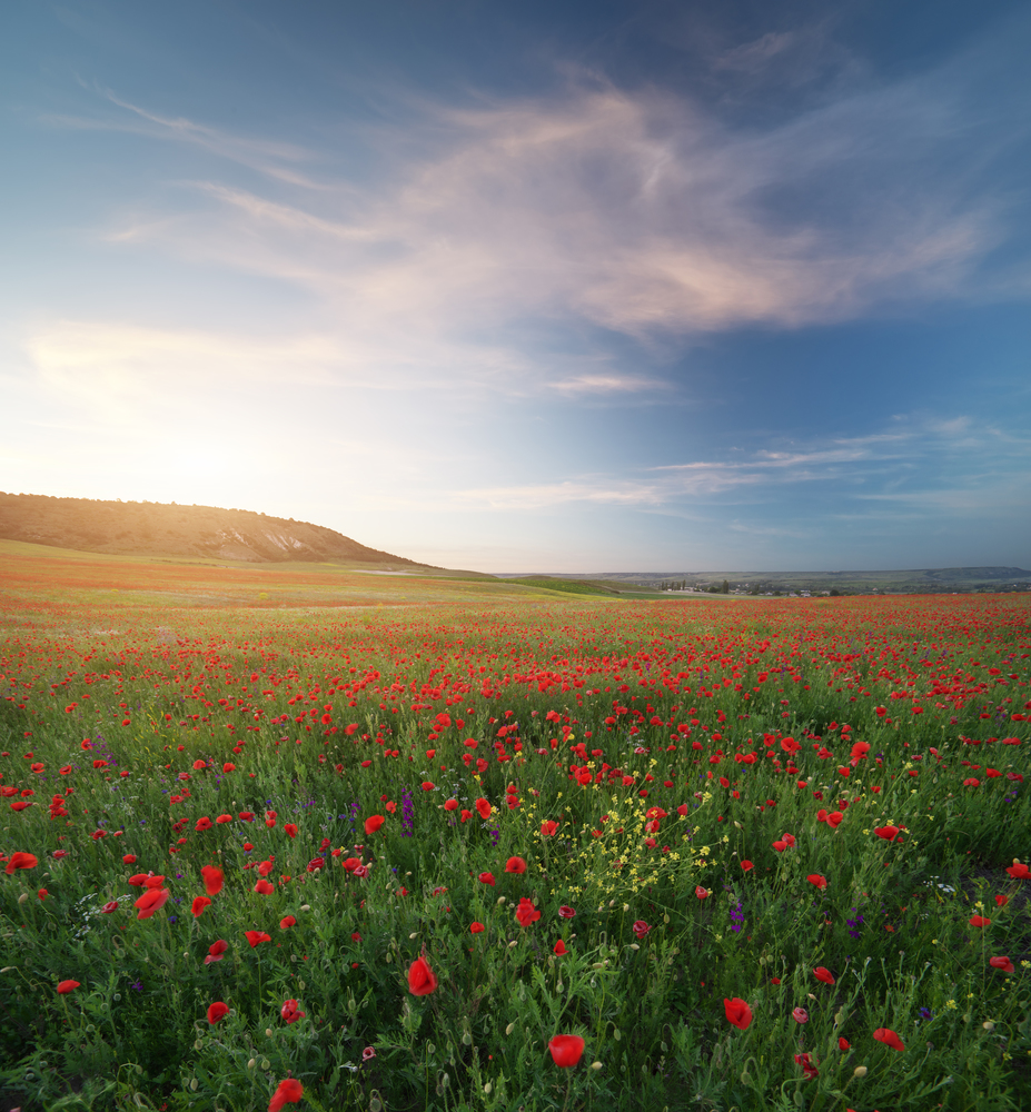 Spring medoaw of poppy flowers at sunset. Nature composition.