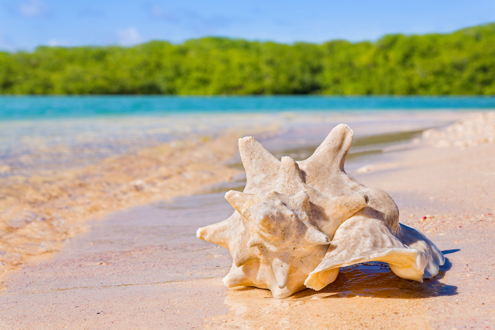 One empty karko shell lying on beach on coast with sea water