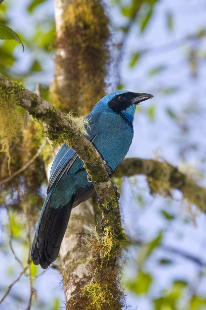 Turquoise Jay (Cyanolyca turcosa) in the Mindo cloud forest in Pichincha Province of northern Ecuador, South America.