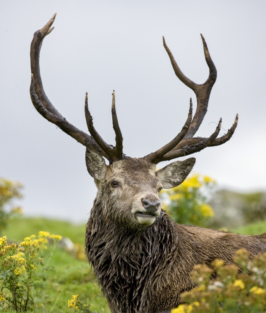 Red Deer Stag (Cervus elaphus) in the Scottish Highlands