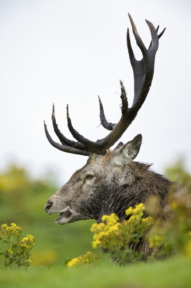 Red Deer Stag - (Cervus elaphus) in the Scottish Highlands