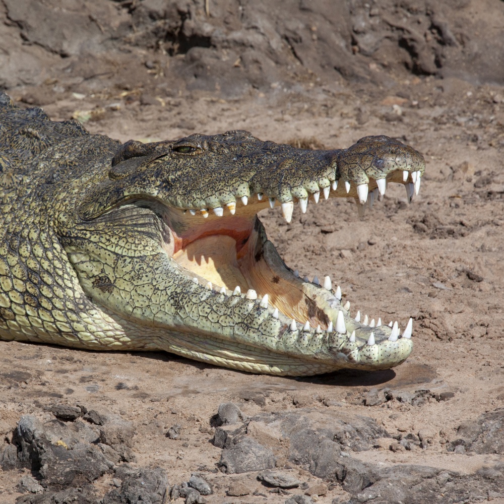 Nile Crocodile (Crocodylus niloticus) on the riverbank of the Chobe River in Chobe National Park in northern Botswana, Africa.