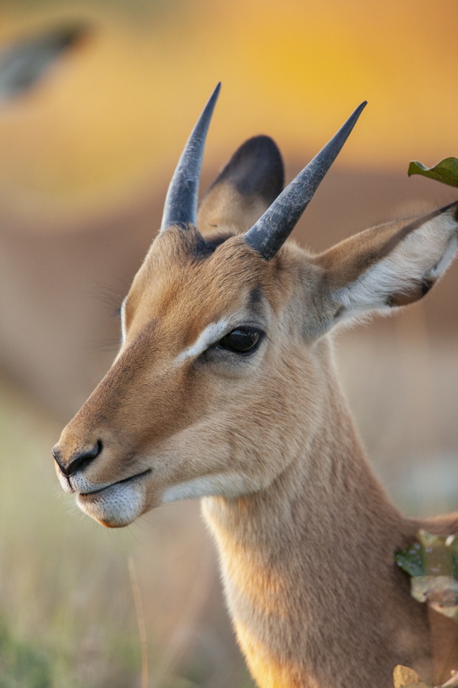A young male Impala (Aepyceros melampus) in the Savuti region of northern Botswana, Africa.