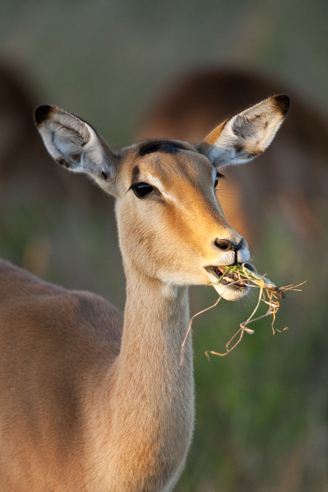 A young female Impala (Aepyceros melampus) in the Savuti region of northern Botswana, Africa.