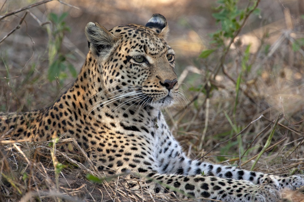 Leopard (Panthera pardus) in the Khwai River region of northern Botswana, Africa.