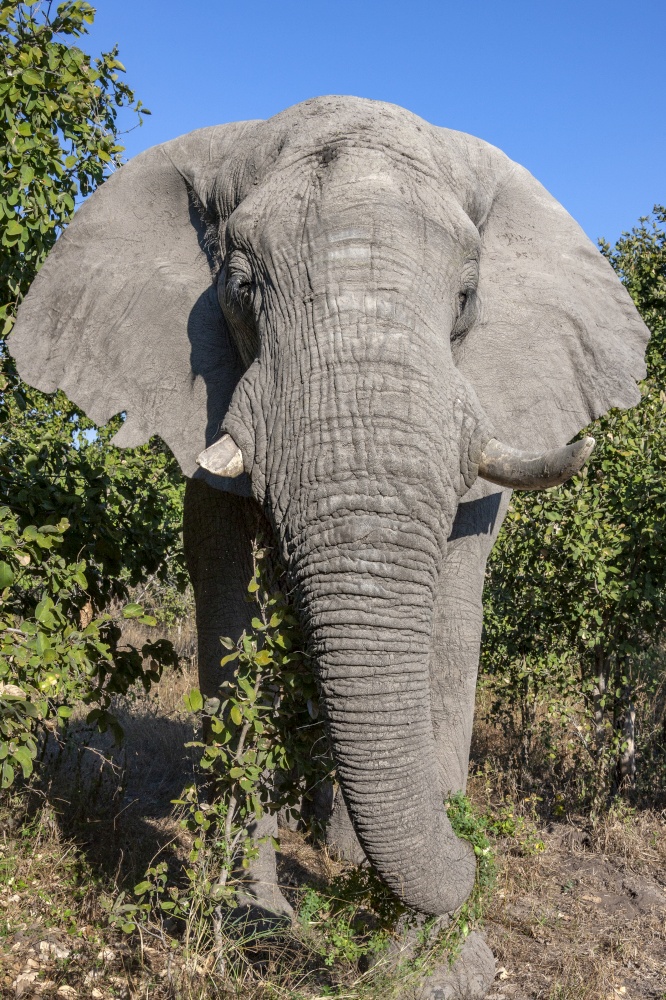 African Bull Elephant (Loxodonta africana)  in the Savuti region of northern Botswana, Africa.
