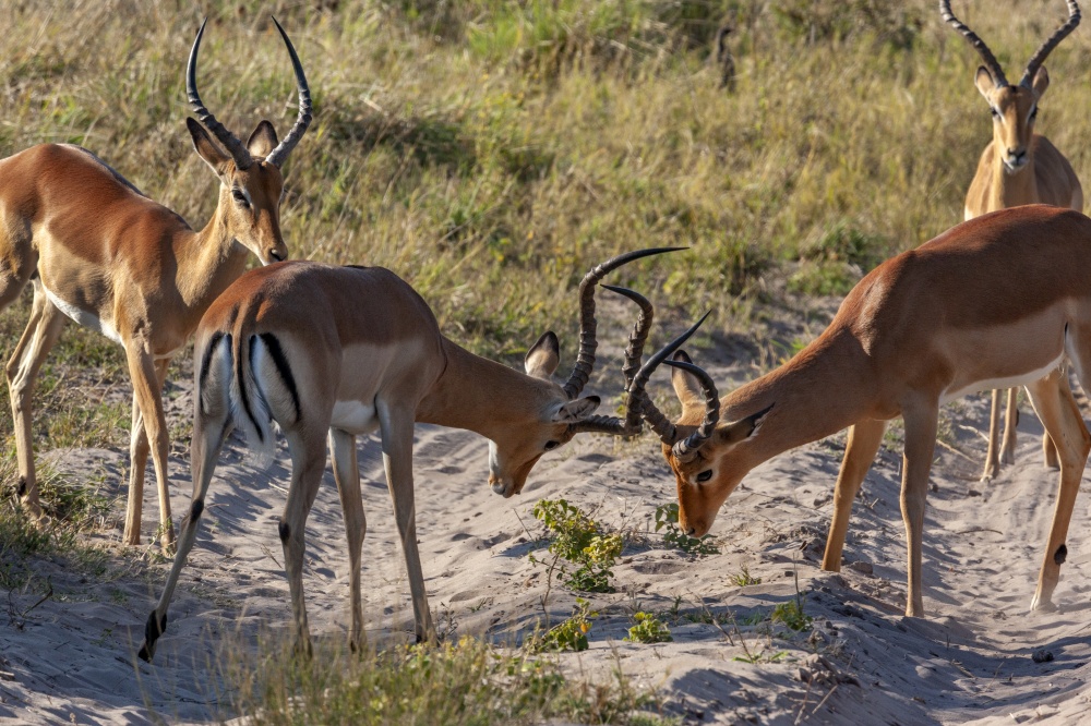 Two male Impala (Aepyceros melampus) lock horns in the Savuti region of northern Botswana, Africa.