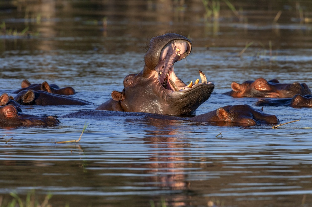 Pod of Hippopotamus (Hippopotamus amphibius) in the Chobe River in Chobe National Park in northern Botswana, Africa.