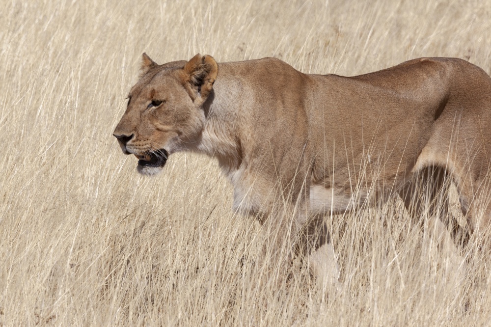 Lioness hunting (Panthera leo) in Etosha National Park in Namibia, Africa.