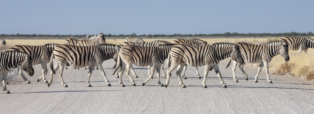 Herd of Zebra (Equus quagga) crossing a road in Etosha National Park in Namibia, Africa.