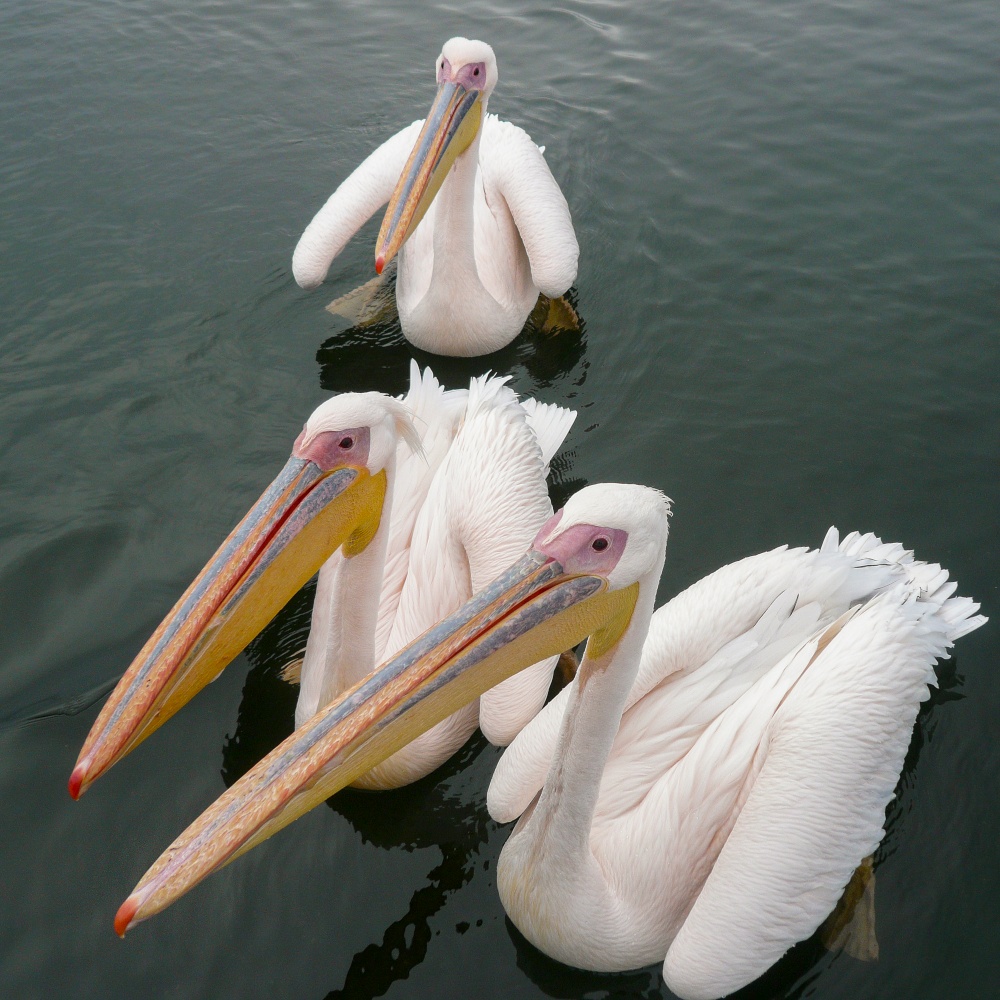 Great White Pelicans (Pelecanus onocrotalus) in Welvis Bay on the coast of Namibia, Africa.
