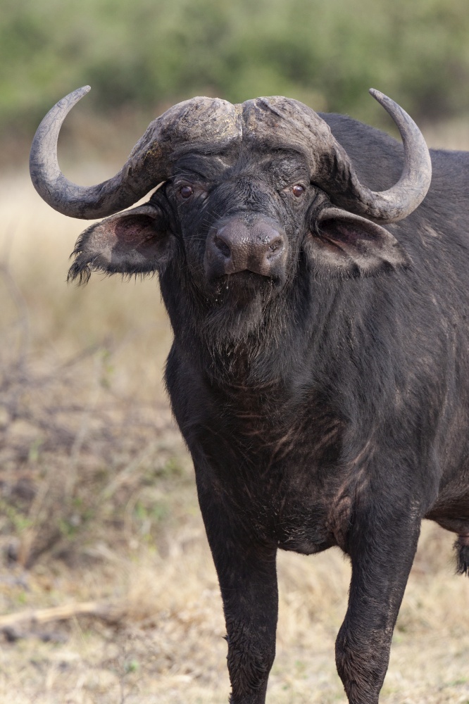 Cape buffalo (Syncerus caffer) on the riverbank of the Chobe River in Chobe National Park in northern Botswana, Africa.