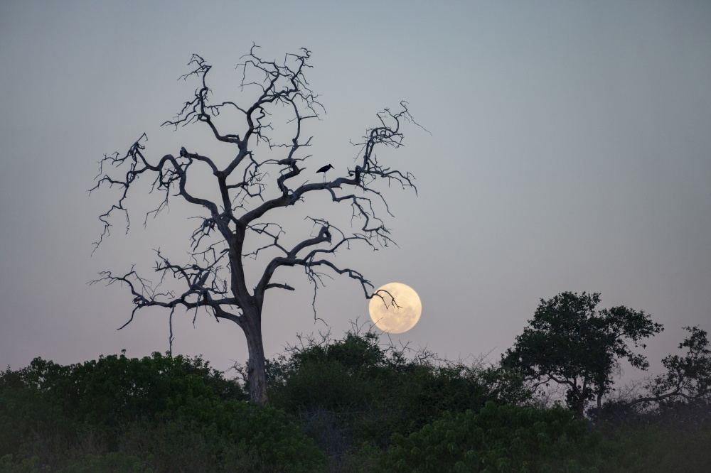 The moon rising at dusk in Chobe National Park in northern Botswana, Africa.