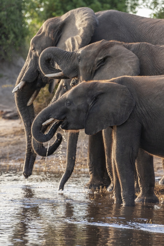 African Elephants (Loxodonta africana) drinking at the Chobe River in Chobe National Park in northern Botswana, Africa.