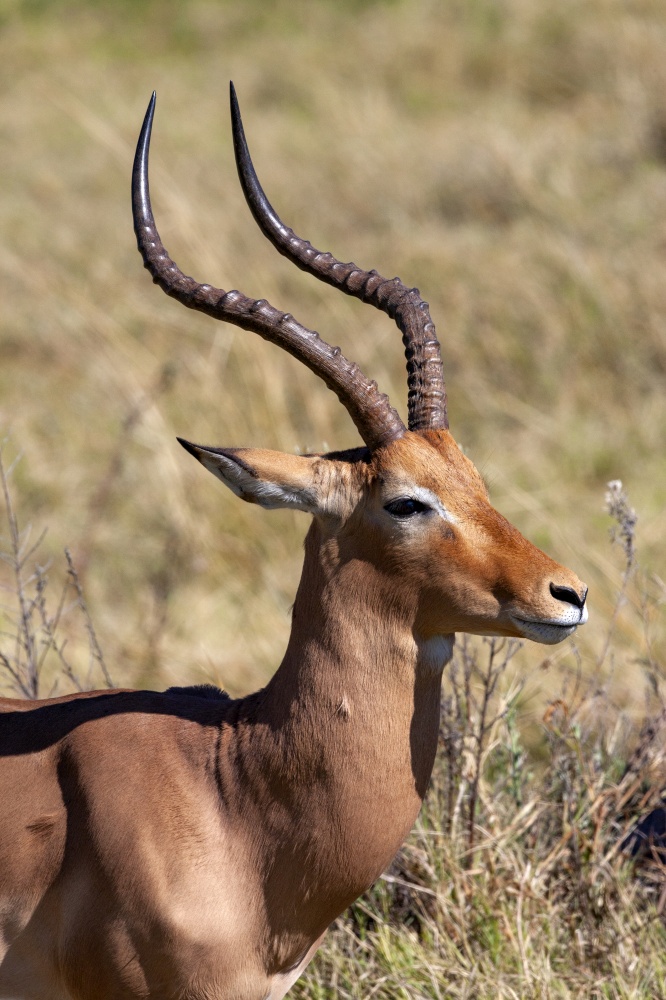 Male Impala (Aepyceros melampus) in the Xakanixa region of the Okavango Delta in northern Botswana, Africa.