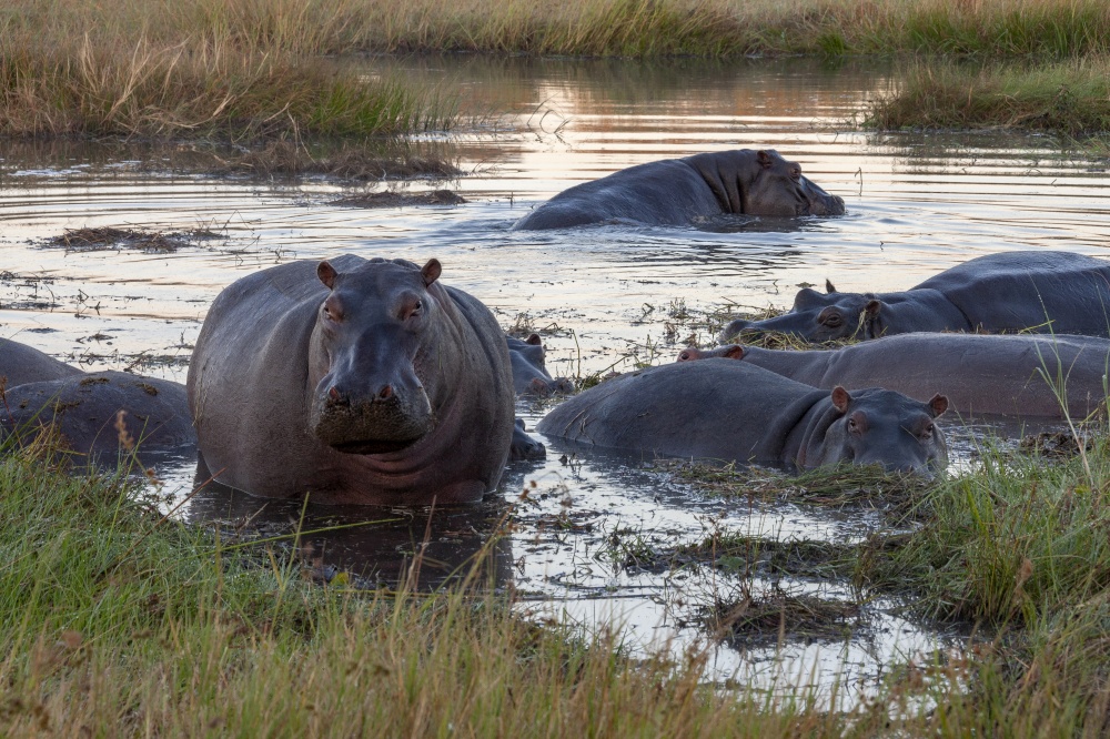 Pod of Hippopotamus (Hippopotamus amphibius) at dawn in the Khawi River in northern Botswana, Africa.