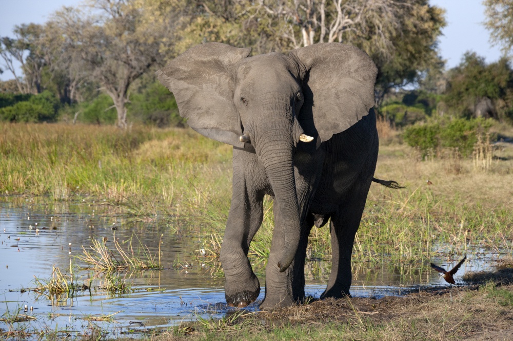 African Elephant (Loxodonta africana) on the riverbank of the Khwai River in northern Botswana, Africa.
