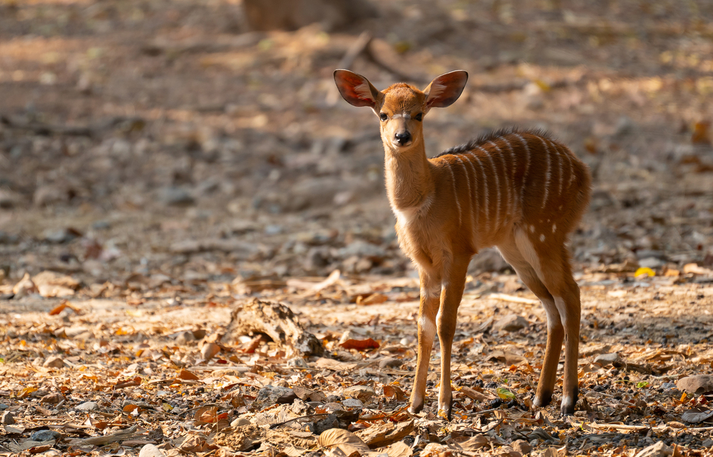 young nyala standing alone and watching someting