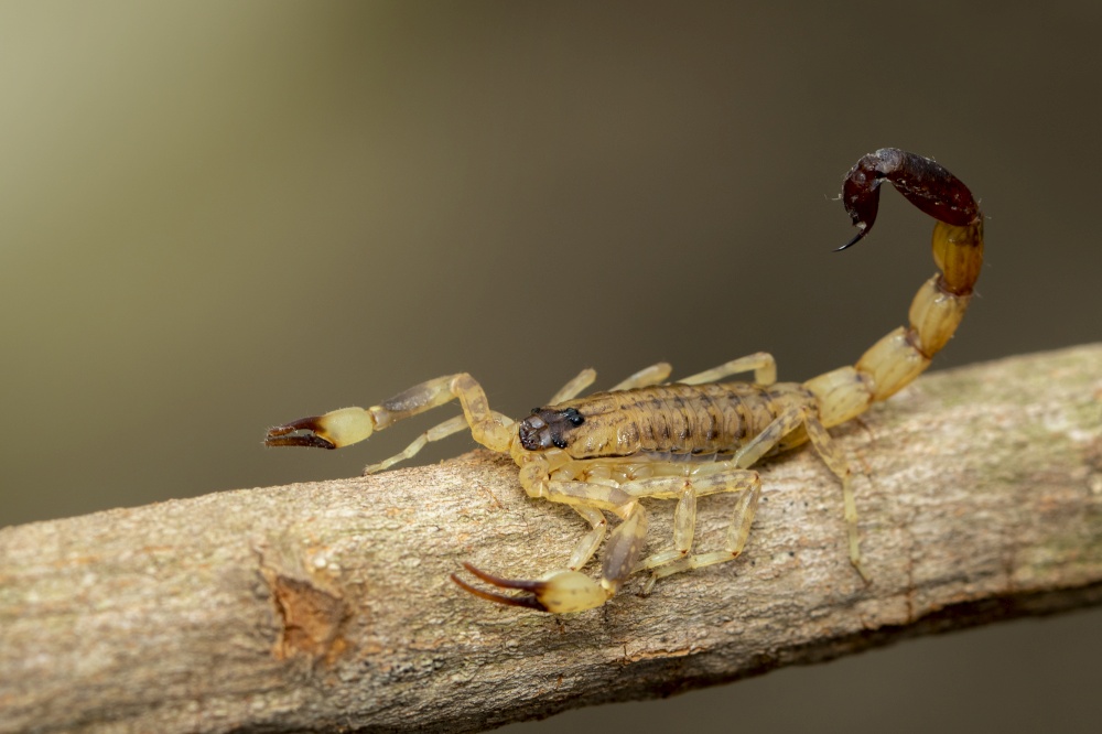 Image of brown scorpion on brown dry tree branch. Insect. Animal.