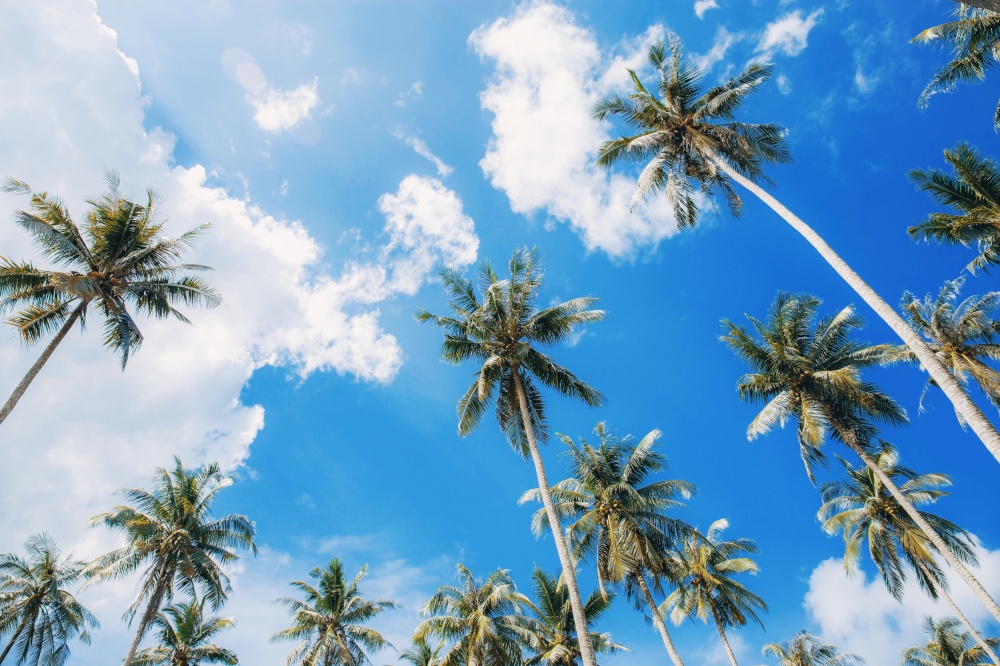 Coconut trees that are high with the sky in summer.