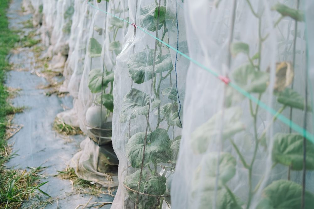 melon plant covering with net growing in green house in organic farm