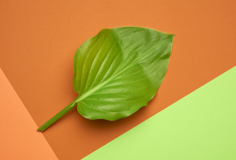 green leaf on an orange-green background, top view