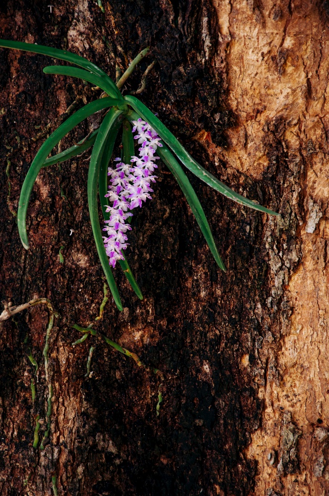 Natural Foxtail Orchid or Rhynchostylis retusa hanging on tree in tropical forest in Thailand