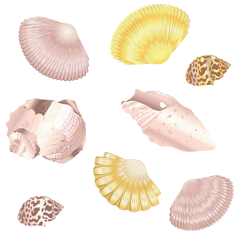 Collection of decorative seashells design, vintage illustration.