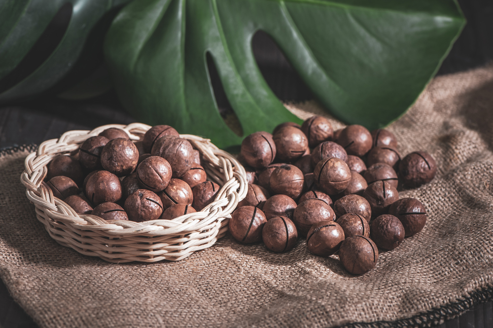 Organic Macadamia nuts,  vintage rustic style .  Healthy food concept.